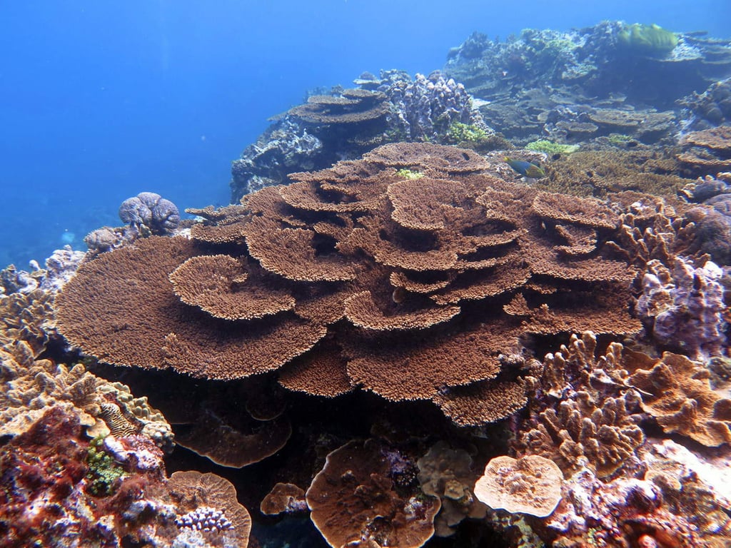 Aguas contaminadas penetran en la Gran Barrera de Coral