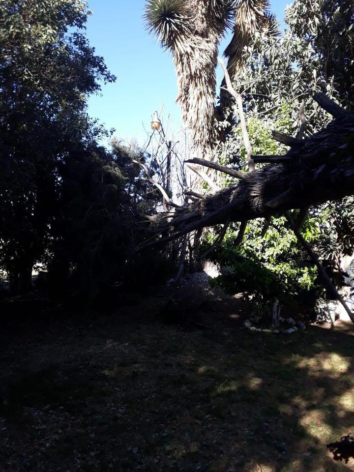 Fuertes vientos causan daños en la capital