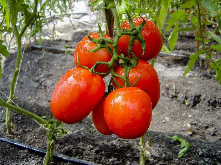 Cambia clasificación para los productores