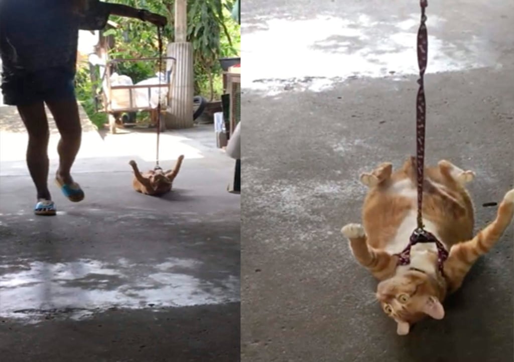 Este podría ser el gato más 'flojo' de la red