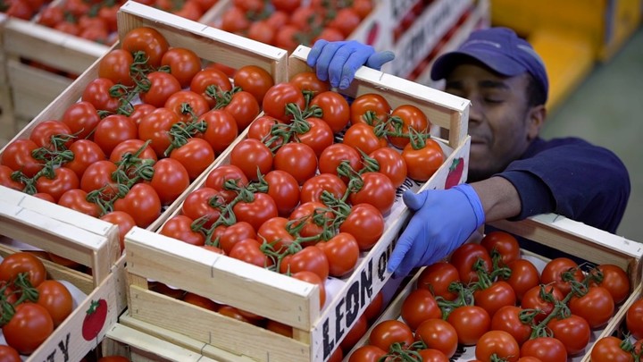 Prevén cambios en precios de exportación de tomate