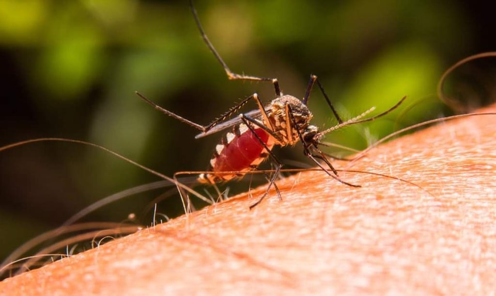 Medican a mosquitos para luchar contra la malaria