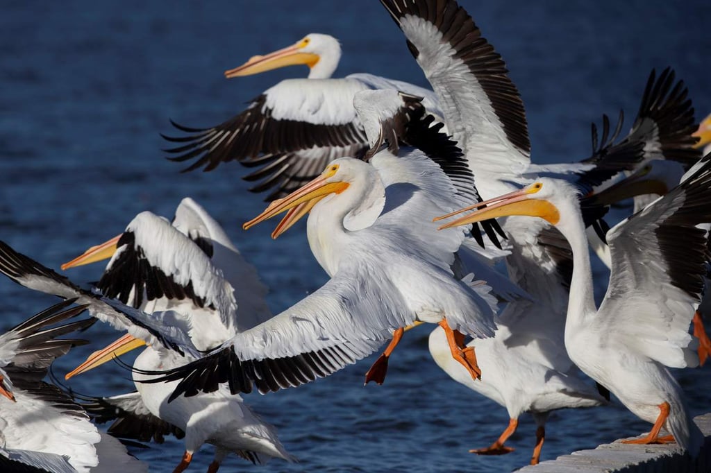 El espectacular vuelo de los pelícanos borregones en el oeste de México