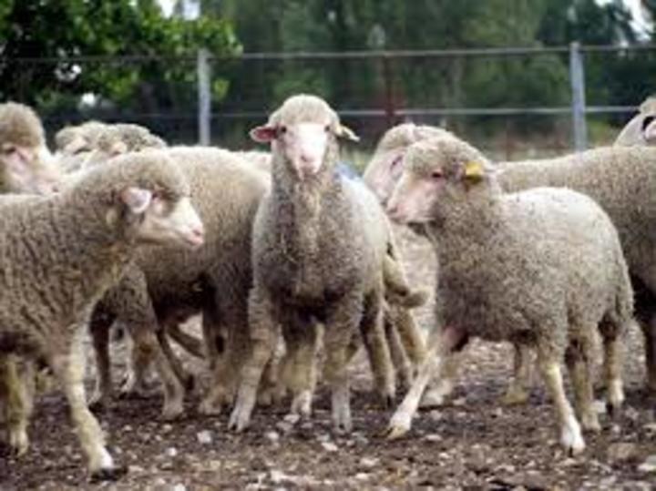 Reportan 31 toneladas de carne de ovino
