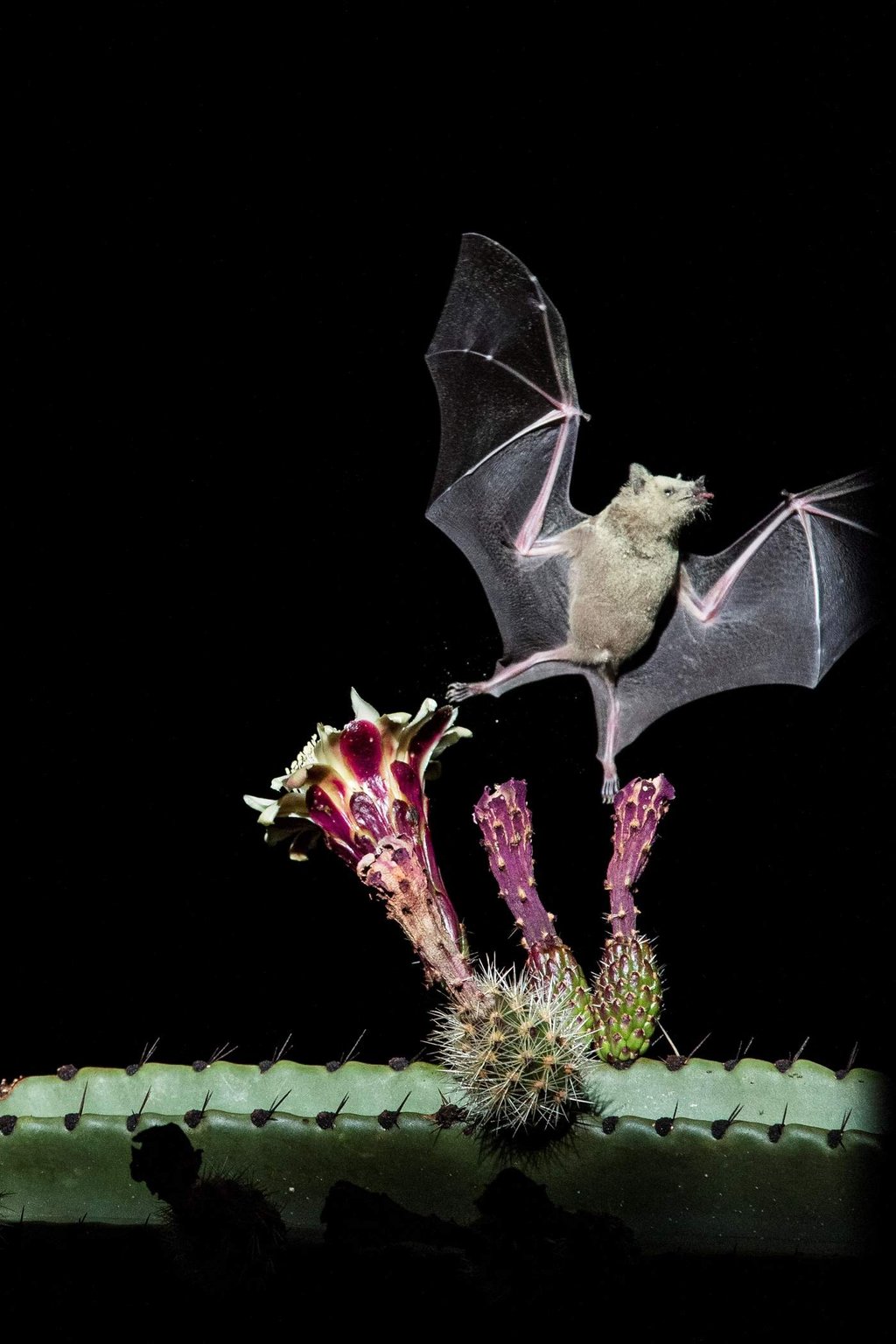 Conservar murciélagos para mantener el proceso de polinización