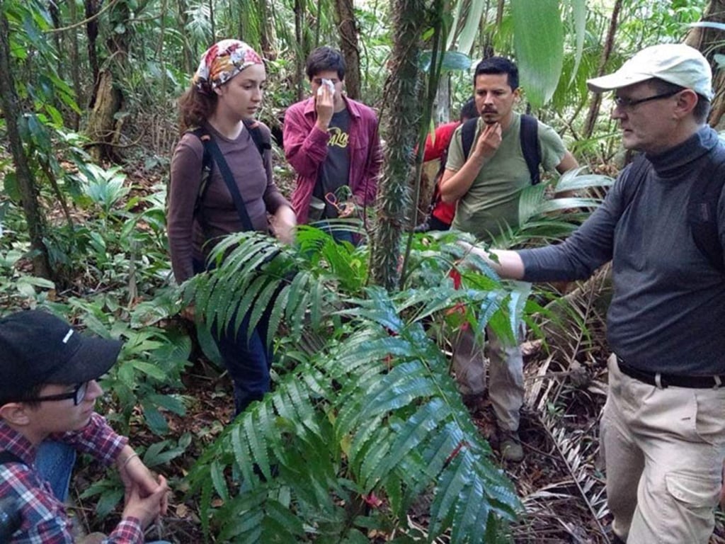 Descubren nueva especie de helecho