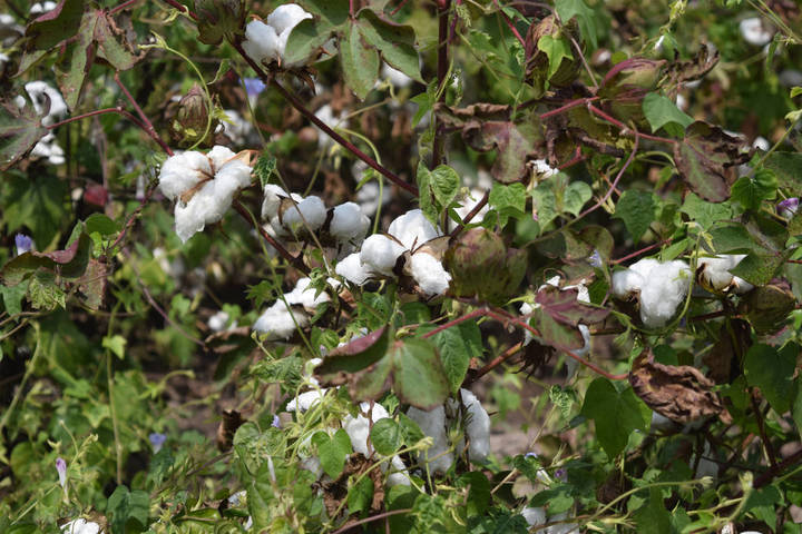 Siembra de algodón alcanzará cifra récord