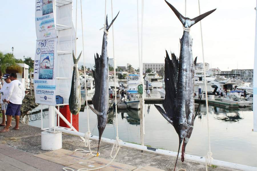 Negocios dan tiburón por marlin