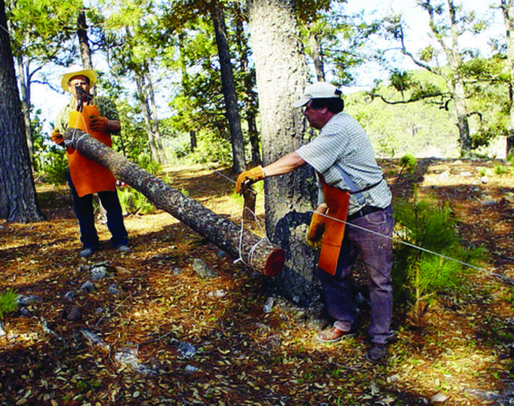 Durango lidera producción forestal