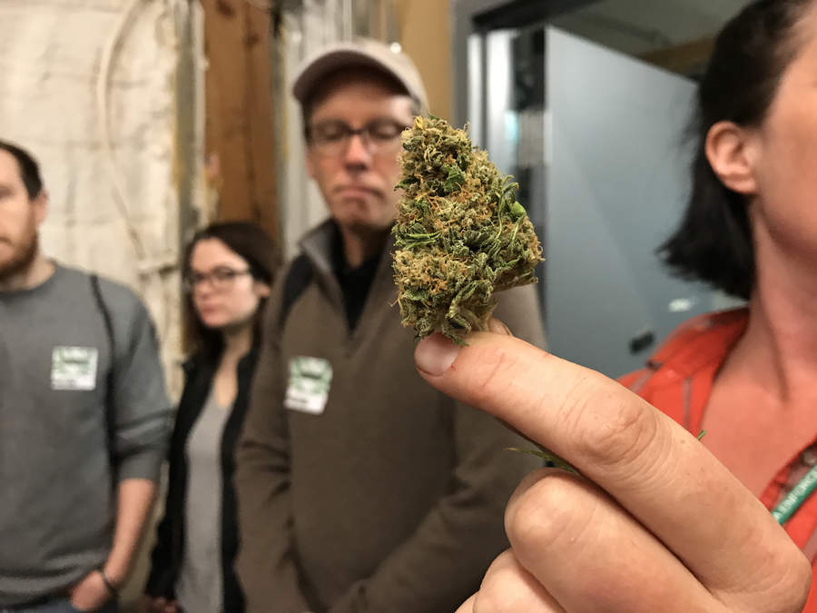 Senado discutirá legalizar marihuana