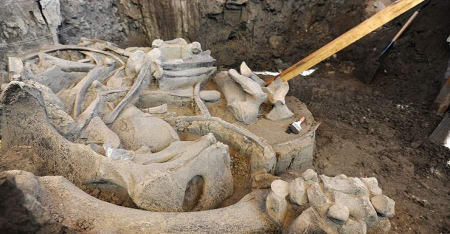 Encuentran restos de mamut en el Edomex