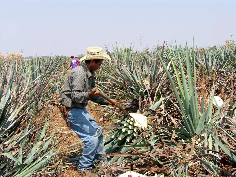 Tequila mexicano se protege contra efectos del cambio climático