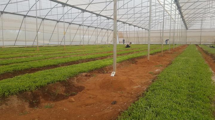 Buscan plantar 800 hectáreas de chile en Poanas
