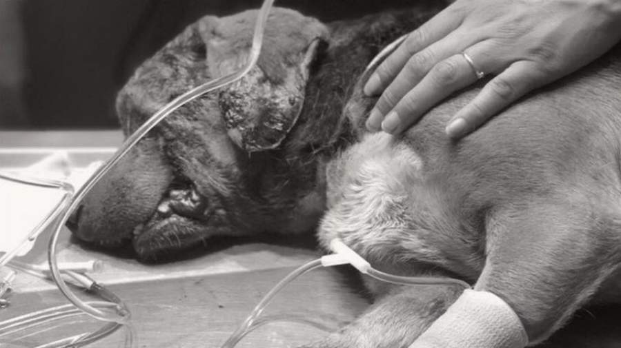 Muere 'Miky', perro al que le sacaron los ojos en Puebla