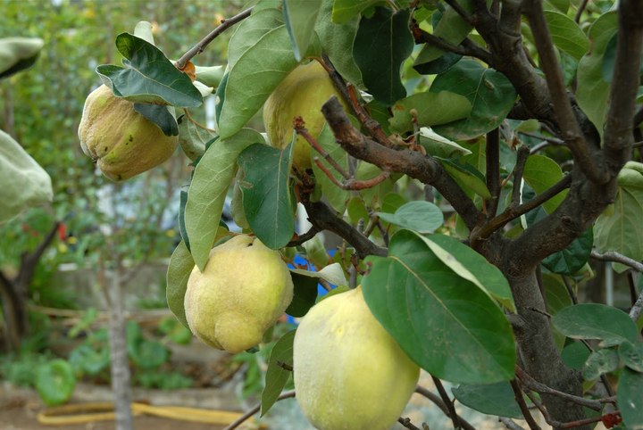 Membrillo, opción productiva