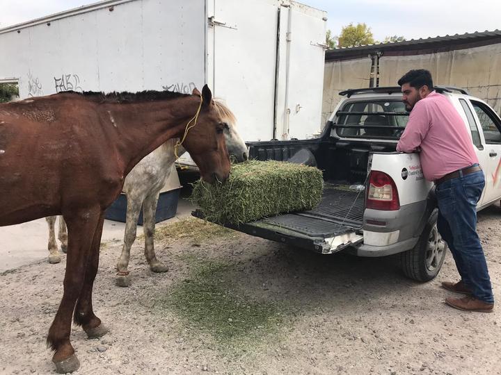 Rescatan a equinos maltratados en Gómez Palacio