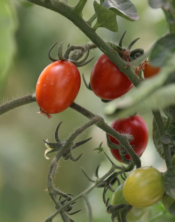 Aranceles al tomate, afecta a productores locales
