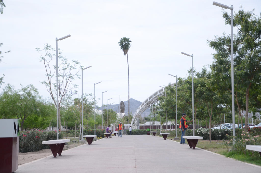 Esperan plantar 17 mil árboles este año en Gómez Palacio