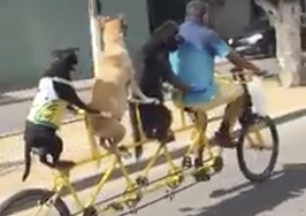 VIDEO: Bici 'perruna' cuádruple se hace viral