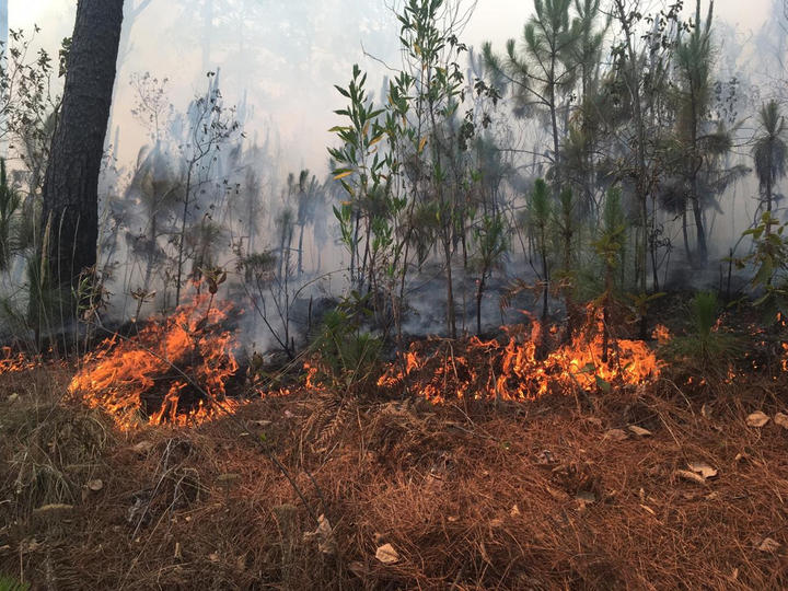 Fuerte incendio forestal en Tepehuanes