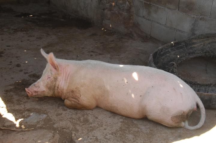 En tres meses se producen 989 toneladas de carne de porcino