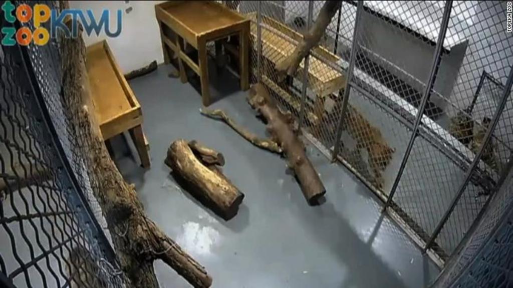 Tigre ataca a una cuidadora de un zoológico de EUA