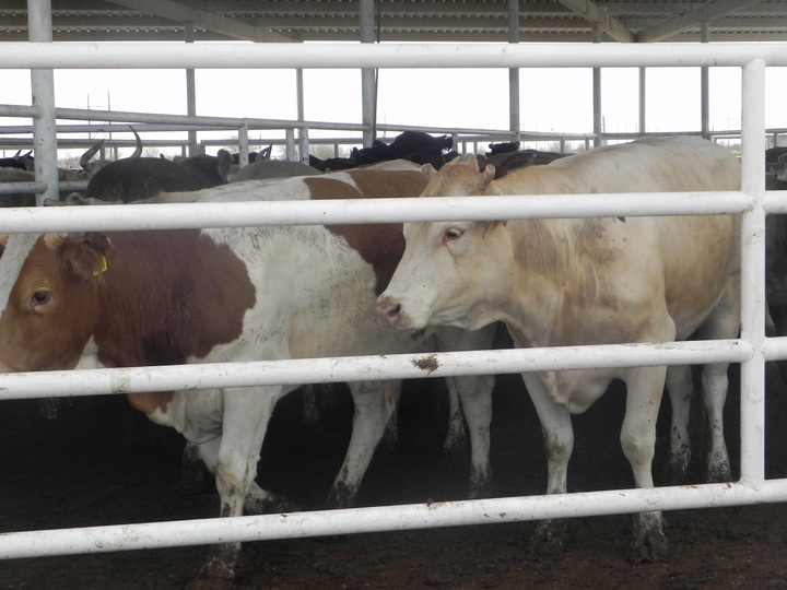Durango produce 25 mil 283 toneladas de carne de bovino