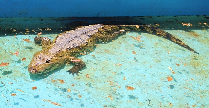 Llega cocodrilo de 3 años a bioparque Sahuatoba