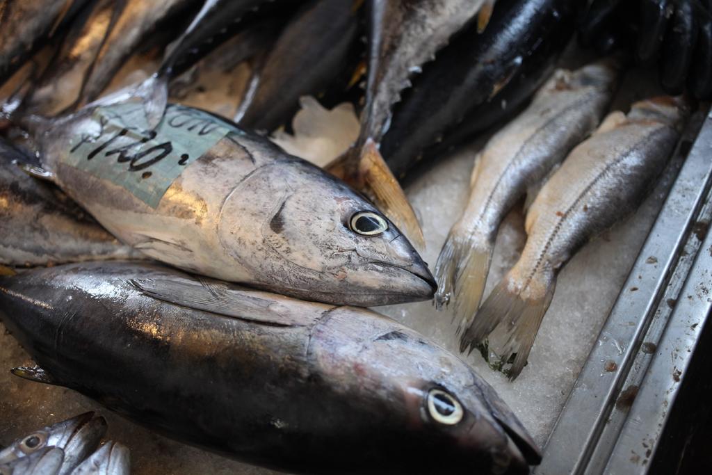 Aseguran 250 kilos de pescado de dudosa calidad en La Laguna