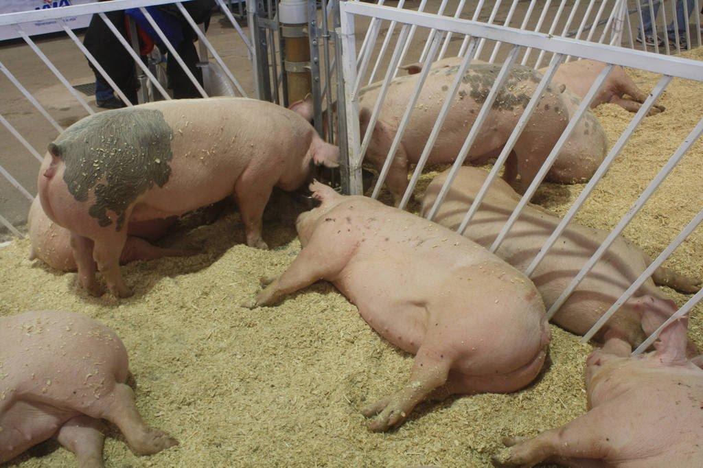 Buscan evitar entrada de peste porcina a México