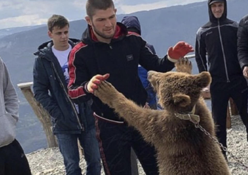 Captan a estrella de la UFC peleando contra oso encadenado
