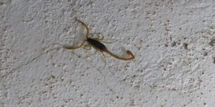 Suman cuatro occisos por picadura de alacrán en tres años