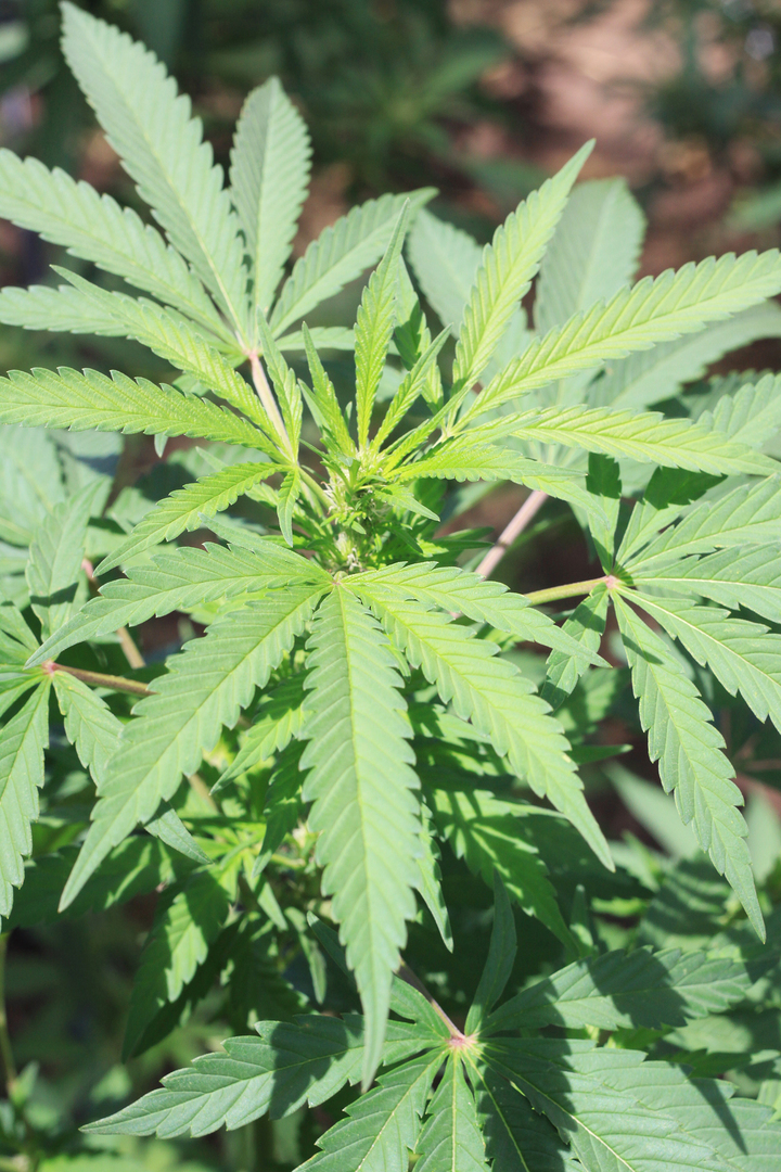 Senado analiza implicaciones en despenalización de marihuana
