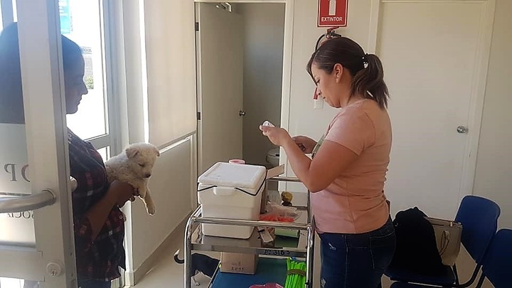 Vacunan a perros y gatos en la ciudad