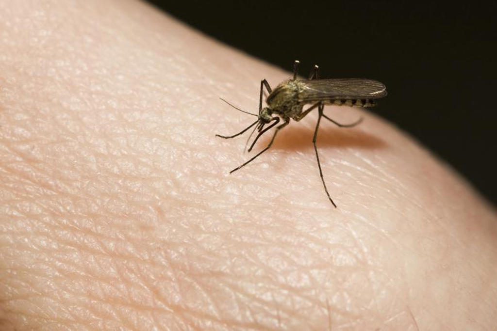 Crean bioinsecticida para detener desarrollo de mosco vector