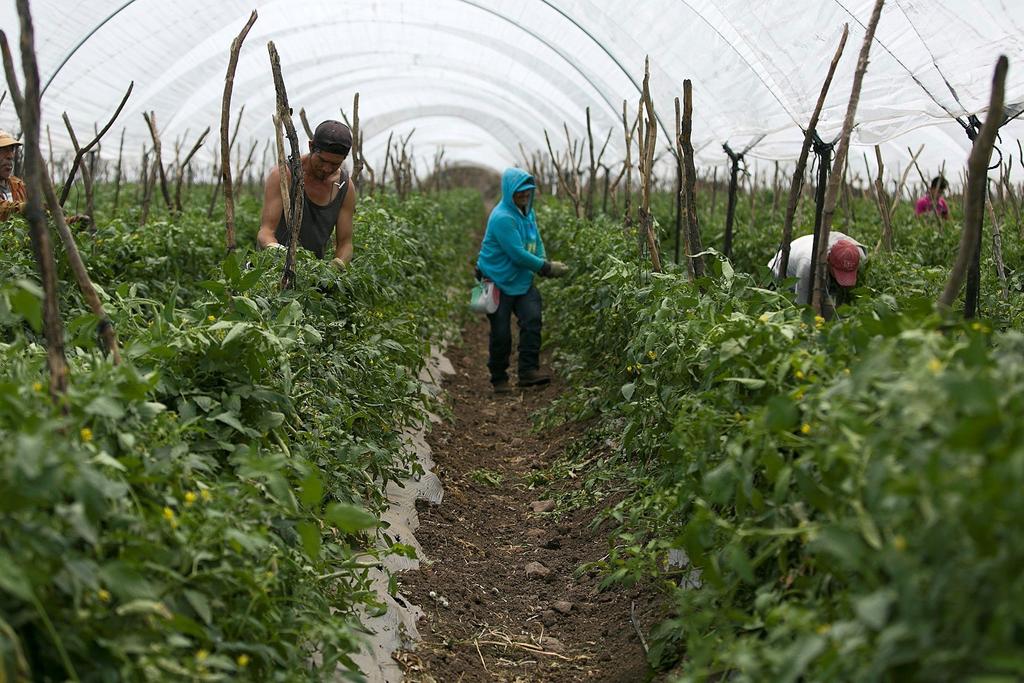 Aranceles al tomate no ayudan a  atemperar migración: AMLO