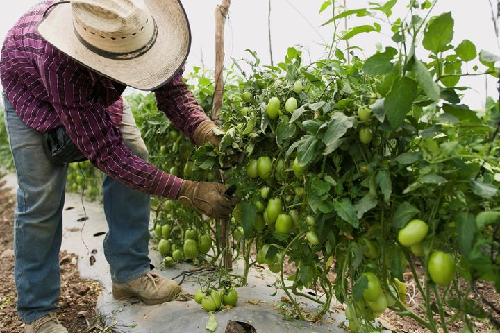 Aranceles a la exportación de tomate son provisionales: Seade