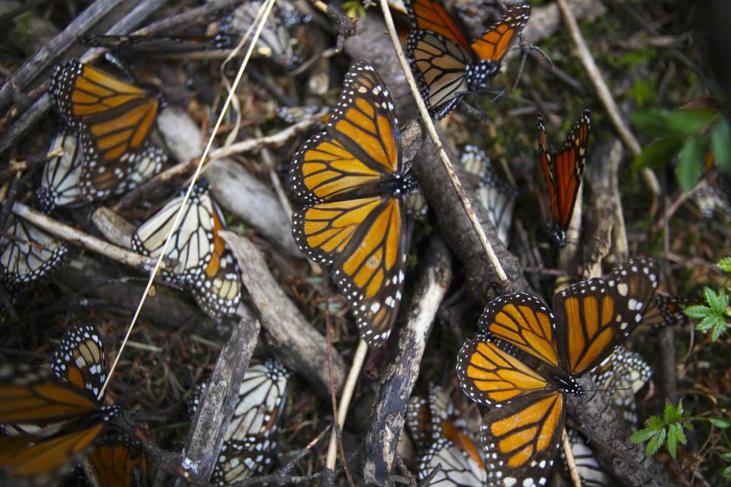 Definen plan para conservación de mariposa monarca