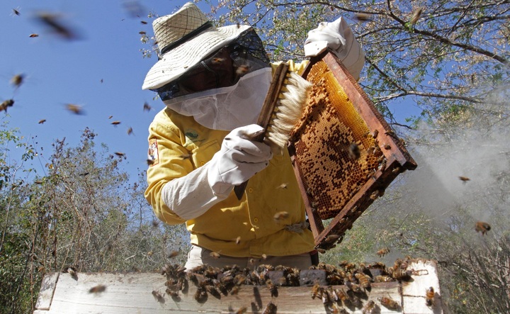 Buscan evitar la muerte de abejas
