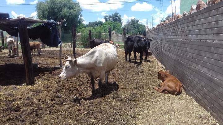En Cuencamé, sin muerte de ganado