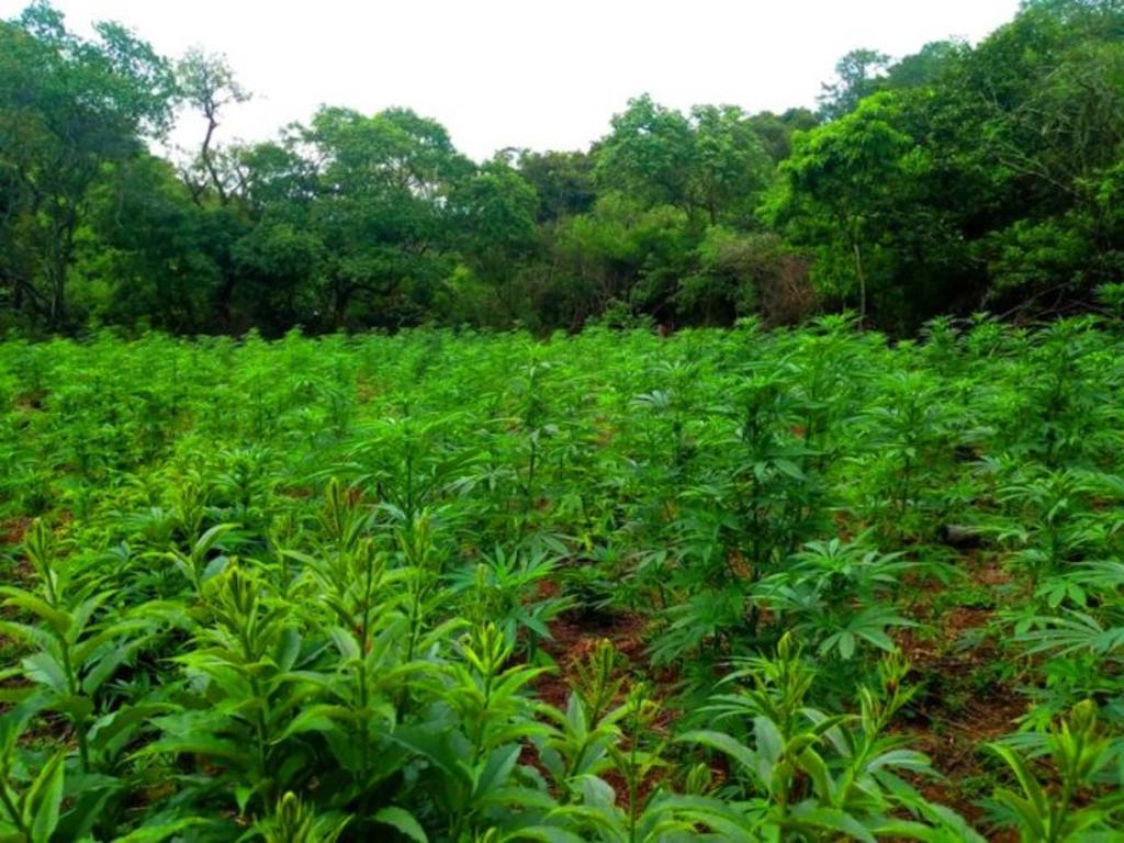 Destruyen más de 13 mil plantas de marihuana en Jalisco