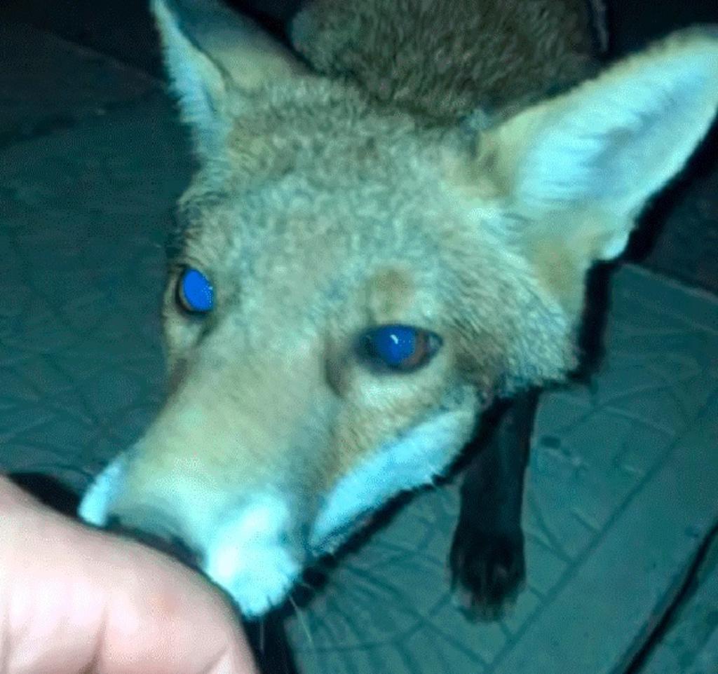 Hombre intenta acariciar a un zorro y es mordido por éste
