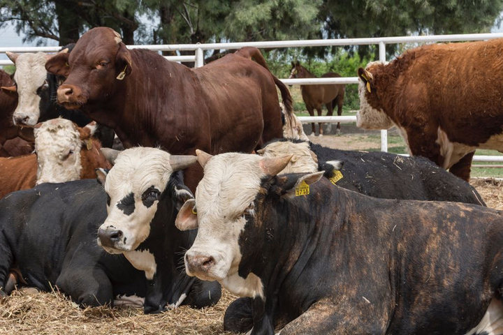 Exportación de ganado a EU deja 1,800 mdp