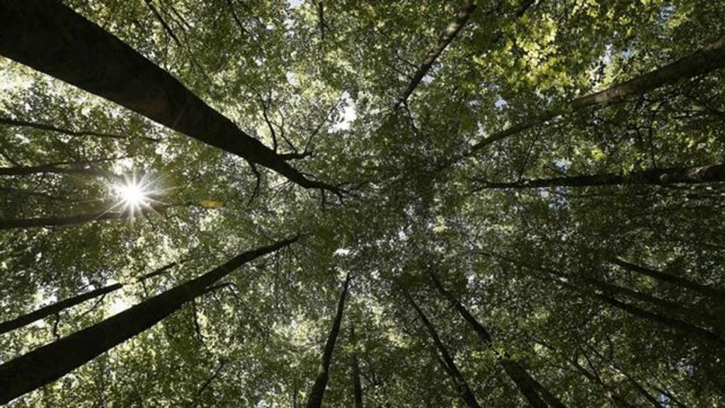 Cambio climático reduce tiempo de vida de árboles