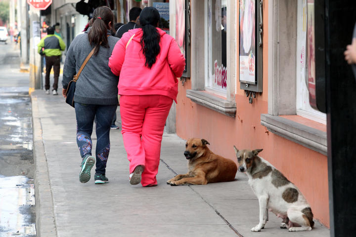 Trabajadora social atenderá casos de perros abandonados