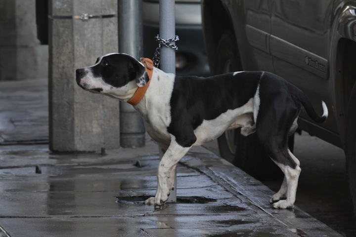 Trabajadora social atenderá casos de perros callejeros