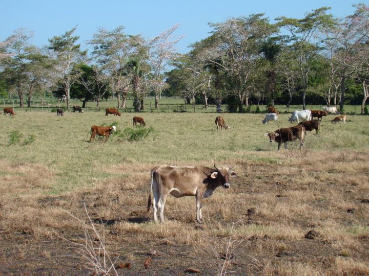 En plena temporada de estiaje, ganaderos siguen sin recursos