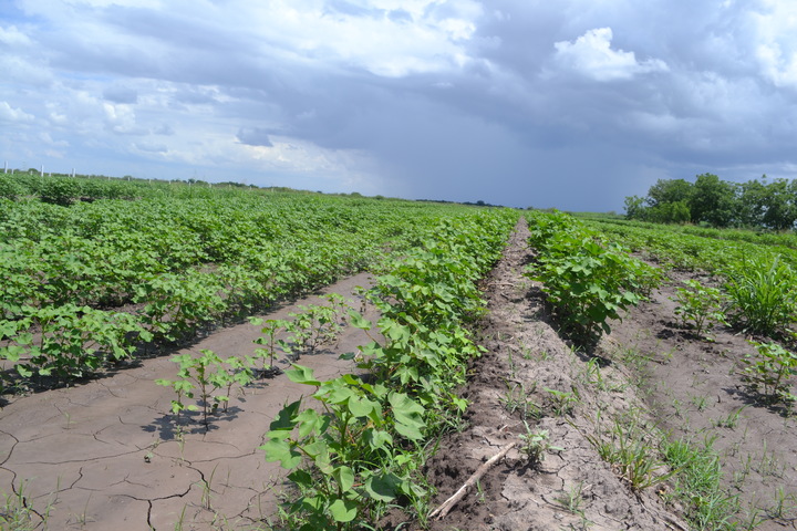 Arranca ciclo de riego agrícola para cultivos como el algodón