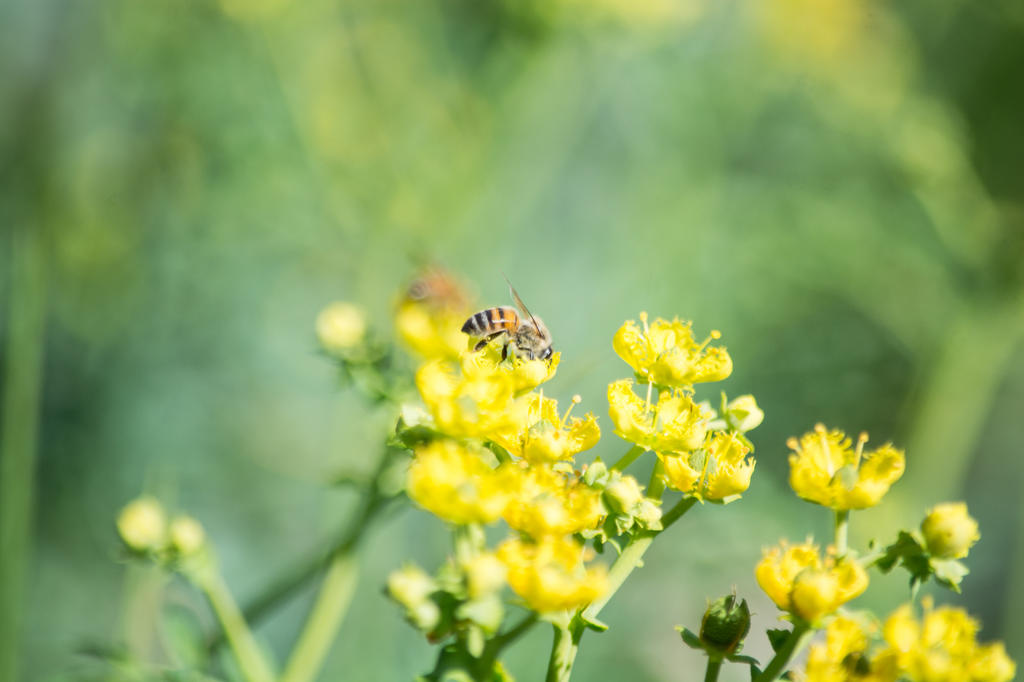 Peligran 2 mil especies de abejas en México