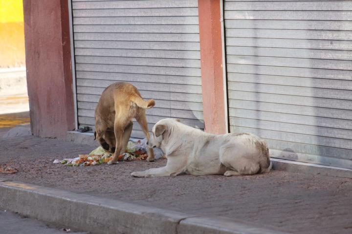 Urgen a atacar el exceso de canes callejeros en El Salto